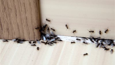 هل وجود النمل في البيت خير أم ش0ر ؟ “