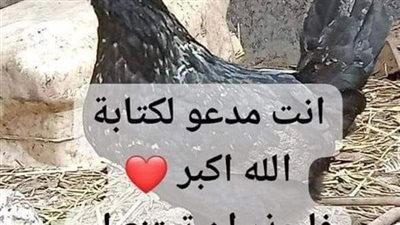 قصه الدجاجه الملعونه كامله