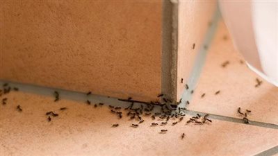 هل وجود النمل في البيت يدل على الخير ام على ال