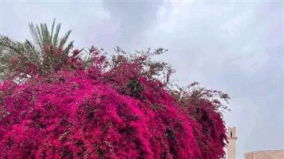رواية احبني ابن الاكابر بقلم شيماء صبحي كاملة