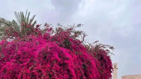 موقع أيام نيوز