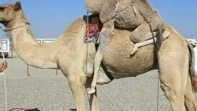 القعود والجمل