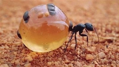 ذكروا أن سليمان عليه السلام كان جالساً على شاطيء بحر , فبصر بنملة تحمل حبة قمح