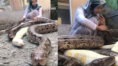 إمرأة عثرت على ثعبان صغير جائع فقررت أن تنقذه