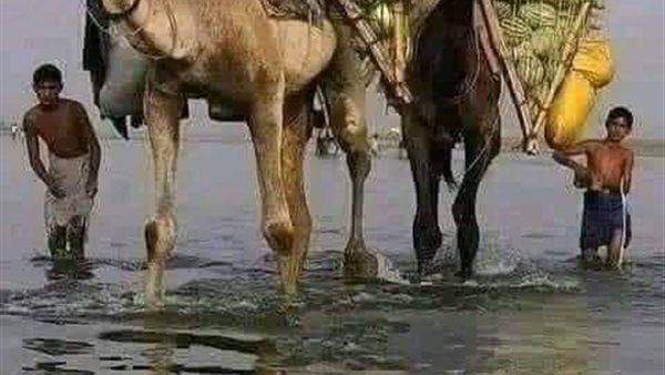 موقع أيام نيوز