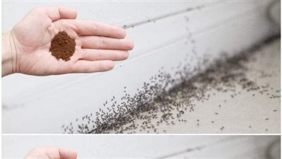 أحدث الطرق للتخلص من النمل في المنزل
