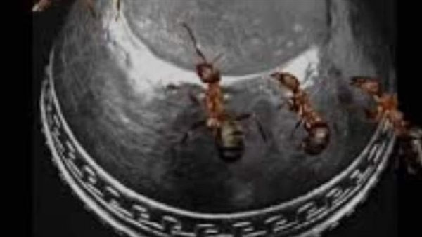 موقع أيام نيوز