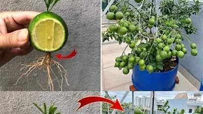 كيف تزرع ليمونة في كوب ويكون لك دائما بيت عطر