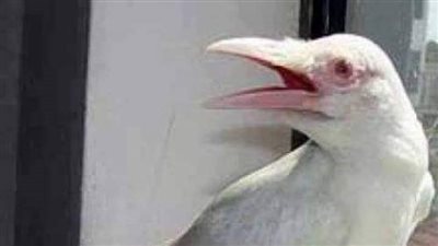 غراب كشف ليا سر حماتي