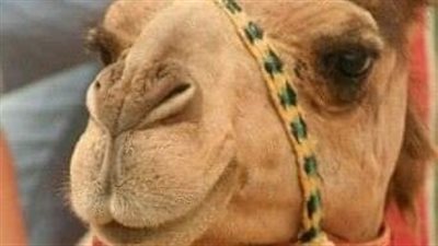 السيدة فاطمة الزهراء والناقة