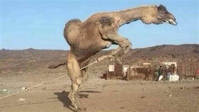 قصه قهر الجمل كامله