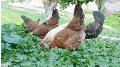 أمي وزوجتي والدجاجات