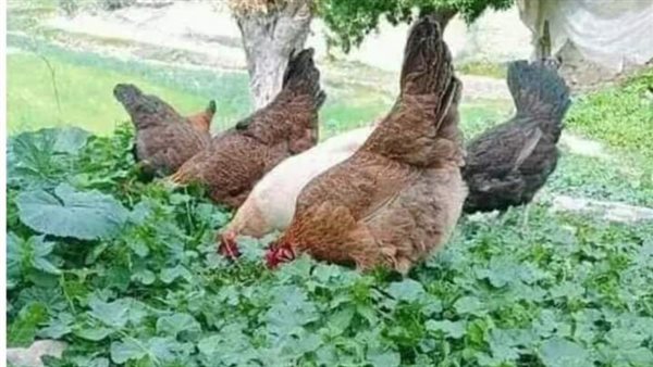 موقع أيام نيوز