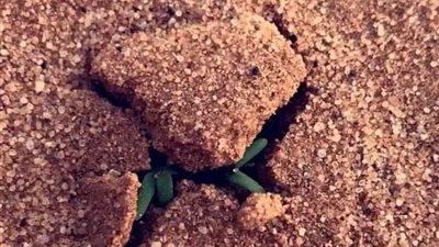 بقلم عزة العمروسى