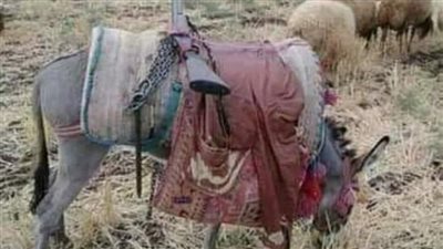 قصة الراعي الفقير كاملة الفصول