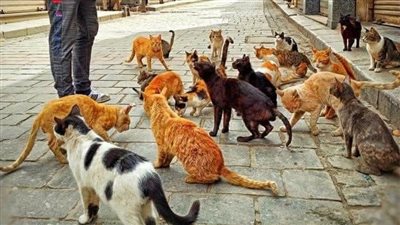 قصة المړيض والصالح