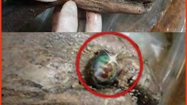 موقع أيام نيوز