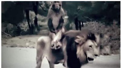 الأسد والكلب