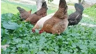 دهاء ومكر القاضي
