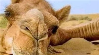 قصة الجمل الذى شكى صاحبه لرسول الله