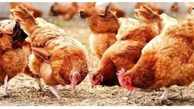 البخيل والدجاج الجزء 2