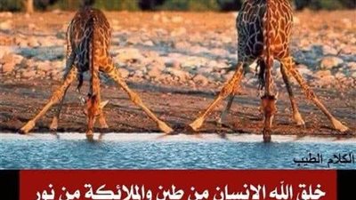 سؤال دينى مهم جدا مما خلقت الحيوانات