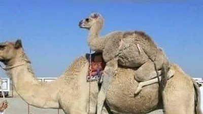 أشترى النبى صلى الله عليه وسلم قعود (جمل)