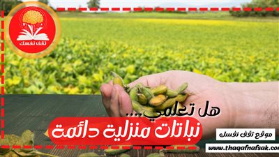 زراعة بذر الليمون